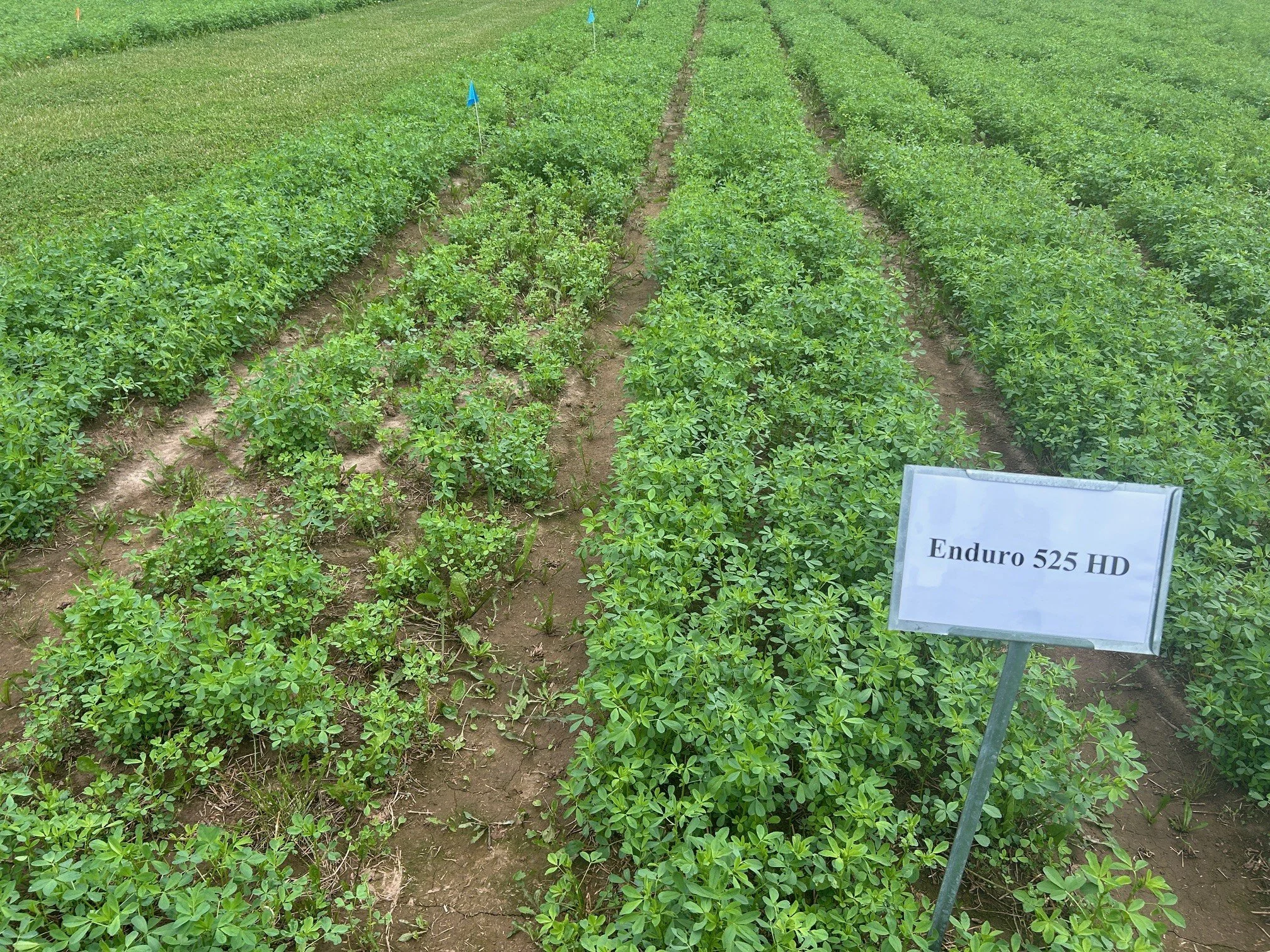 alfalfa L-602 Alfalfa by Legacy Seeds